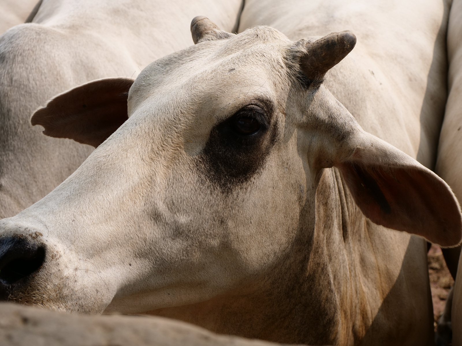  229 Gopashtami Radha kunda Govardhan 19.11.04